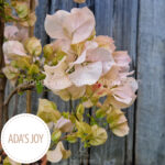 Ada' Joy bougainvillea ornamental plants for sale webshop Mediterranean plants Hungary