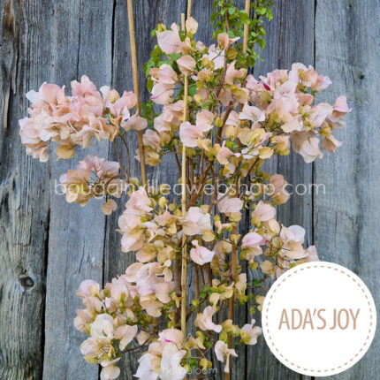 cream-coloured ever-blooming tropical ornamental plant Hungary webshop Ada's Joy bougainvillea