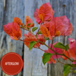 Afterglow bougainvillea murvafürt kertészet Magyarország dézsás kerti egzotikus trópusi növény