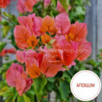 Afterglow bougainvillea mediterrán dísznövény Magyarország eladó bougainvillea webshop