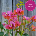 Awan Berlalu bougainvillea, online webshop shipping across the EU (Austria, Belgium, Bulgaria, Croatia, Czech Republic, Denmark, Estonia, France, Germany, Hungary, Ireland, Italy, Latvia, Lithuania, Luxembourg, Malta, Poland, Romania, Slovakia, Slovenia, Spain, the Netherlands)