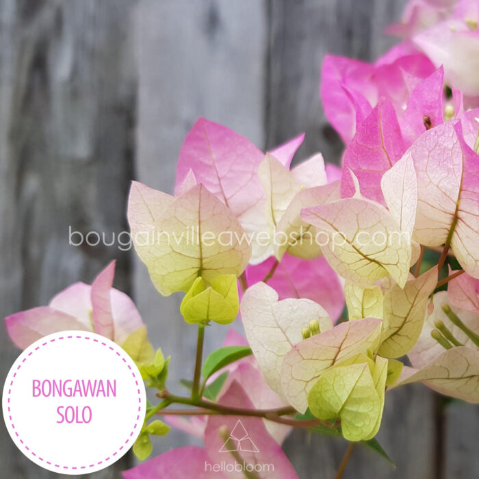 dézsás virágzó nyári virágok a kertben Magyarország Bongawan Solo bougainvillea