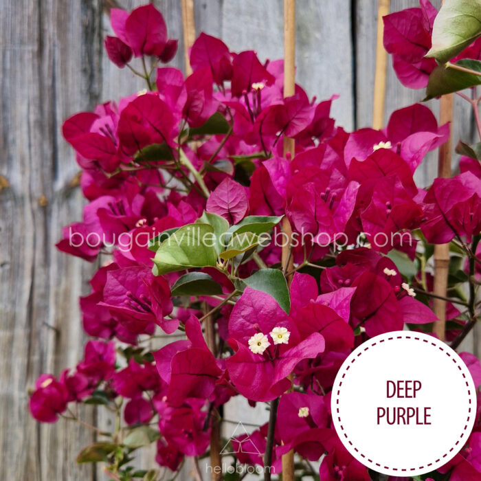 bordó sokat virágzó trópusi egzotikus dísznövény Deep Purple bougainvillea