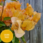 Golden Tango bougainvillea, Golden Tango ivy, exotic ornamental plant