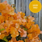ever-blooming heat-tolerant, exotic creeper Golden Tango bougainvillea Hungary