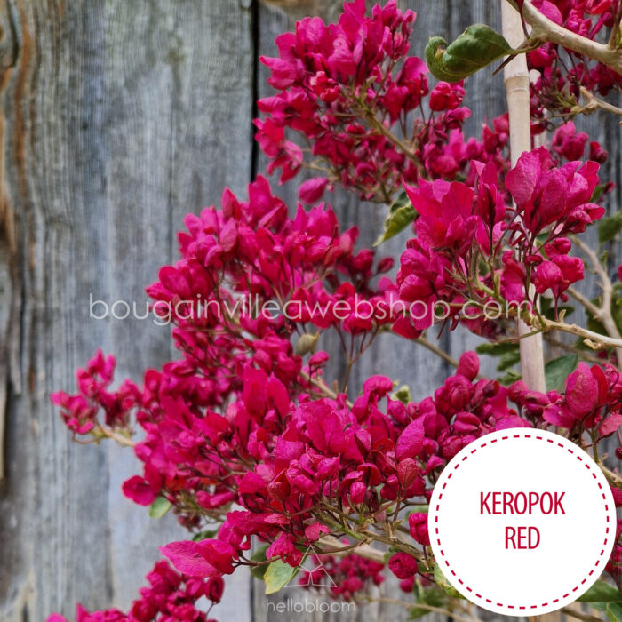 Keropok Red bougainvillea, shop online for a stunning Mediterranean ornamental plant
