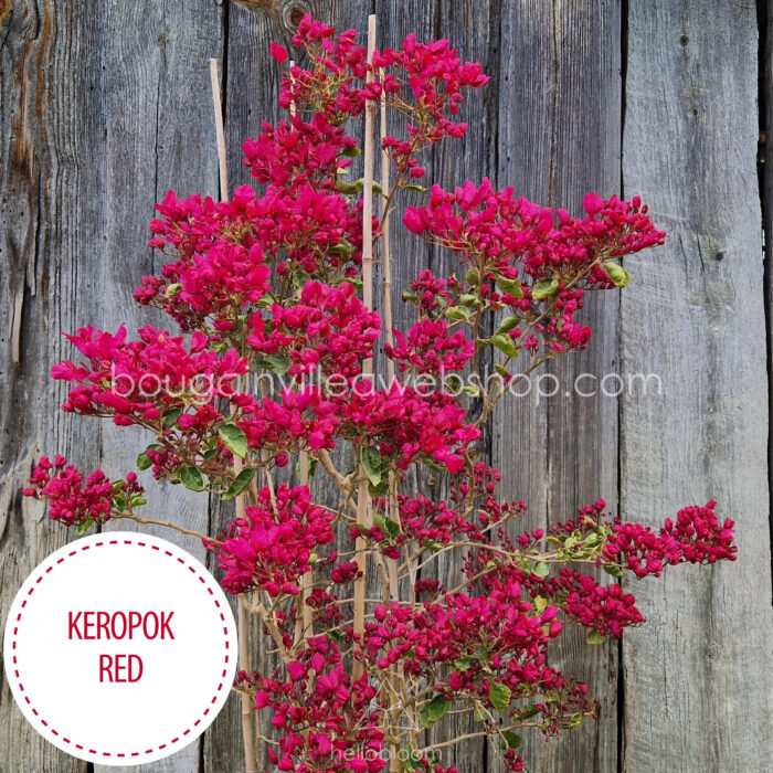 Keropok Red Variegated bougainvillea ivy Hungary gardening webshop available for sale