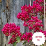 Kerokpok Red bougainvillea, online webshop shipping across the EU (Austria, Belgium, Bulgaria, Croatia, Czech Republic, Denmark, Estonia, France, Germany, Hungary, Ireland, Italy, Latvia, Lithuania, Luxembourg, Malta, Poland, Romania, Slovakia, Slovenia, Spain, the Netherlands)