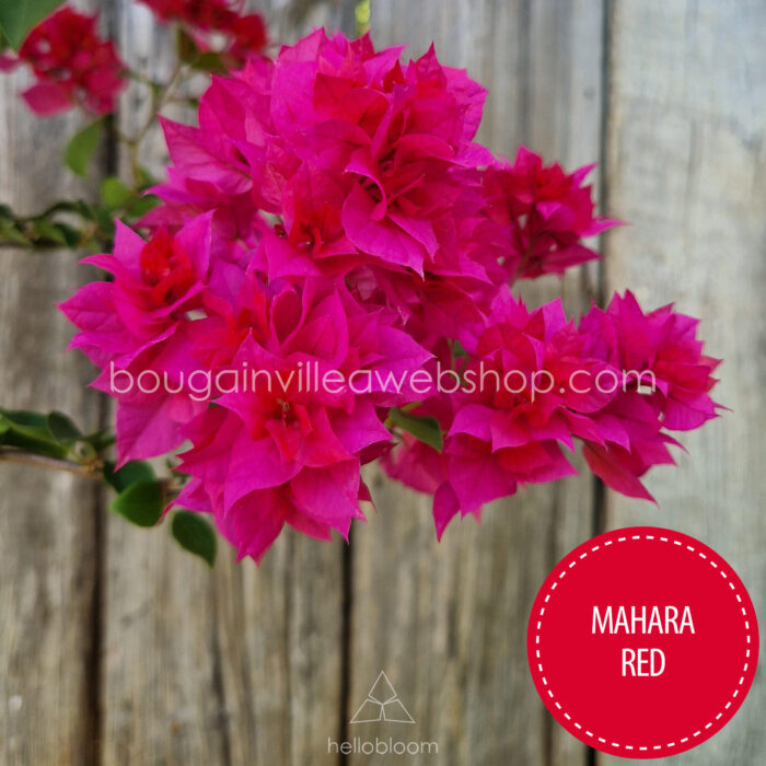 flowering rare tropical garden ornamental plants webshop Hungary for sale Mahara Red bougainvillea