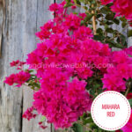 flowering rare tropical garden ornamental plants webshop Hungary for sale Mahara Red bougainvillea