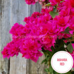Hungary Mediterranean tropical exotic plants for sale garden runner red ornamental Mahara Red bougainvillea webshop