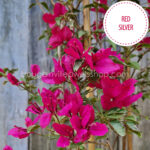 bougainvillea webshop Magyarország Red Silver bougainvillea murvafürt
