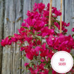 Magyarország mediterrán trópusi egzotikus növény eladó kerti futó piros dísznövény Red Silver bougainvillea webshop