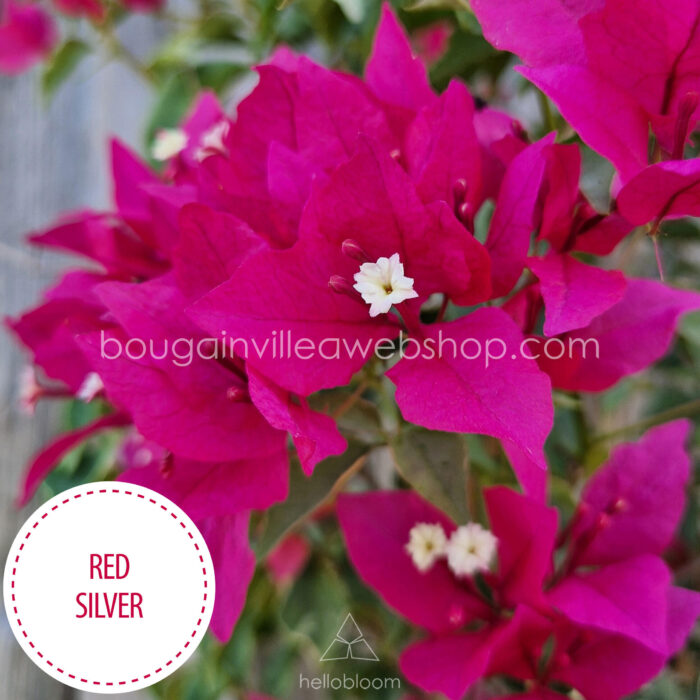 Red Silver bougainvillea murvafürt online kézműves kertészet