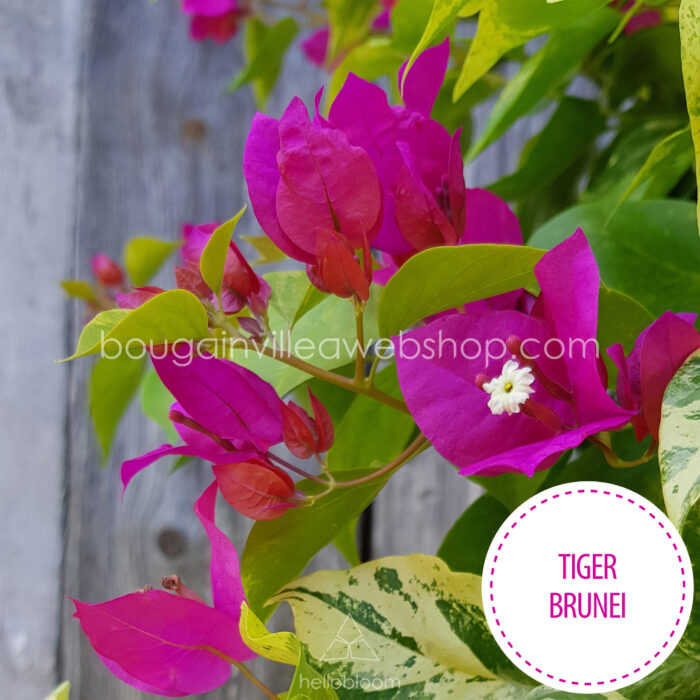 mediterrán dísznövény kertészet vásárlás Tiger Brunei bougainvillea