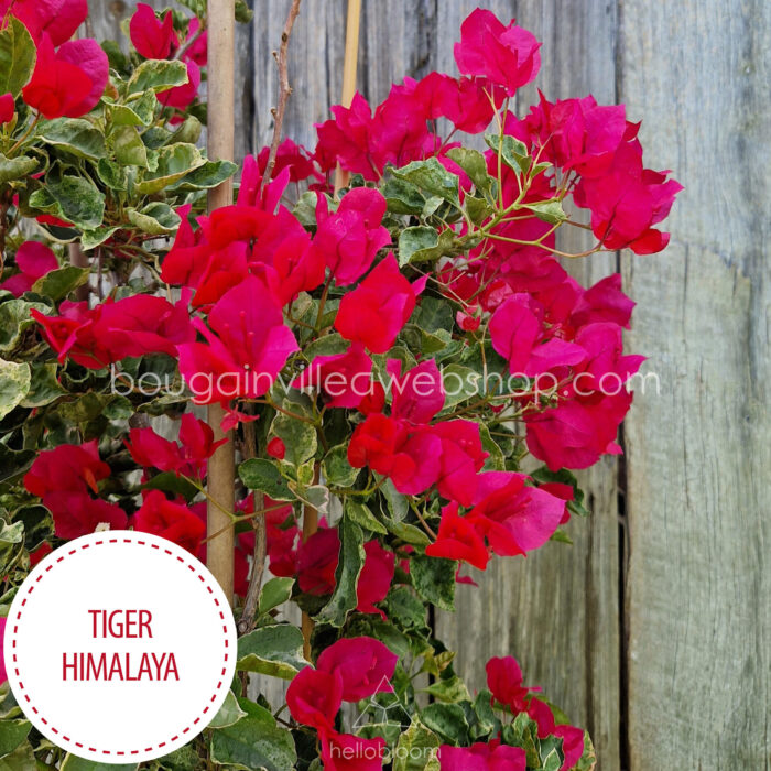 exotic rare ornamental garden plants Tiger Himalaya bougainvillea in Europe