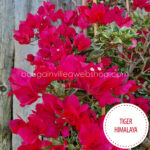 heat-loving, exotic ornamental Tiger Himalaya bougainvillea