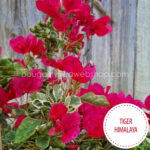 most flowering, garden, exotic ornamental plants Hungary Tiger Himalaya bougainvillea