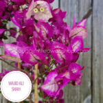 Magyarország mediterrán trópusi egzotikus növény eladó kerti futó bordó dísznövény Wajid Ali Shah bougainvillea webshop