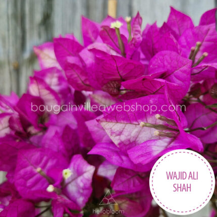 heat tolerant summer, exotic ornamental plants Wajid Ali Shah bougainvillea