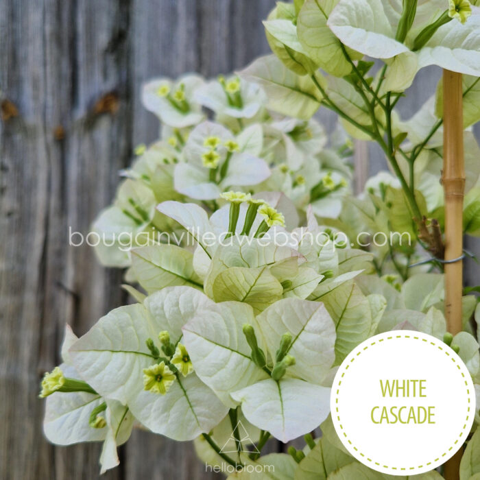 White Cascade bougainvillea, White Cascade ivy, exotic ornamental plants