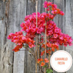 Hungary mediterranean tropical exotic plant for sale garden runner pink pink ornamental Camarillo Fiesta bougainvillea webshop