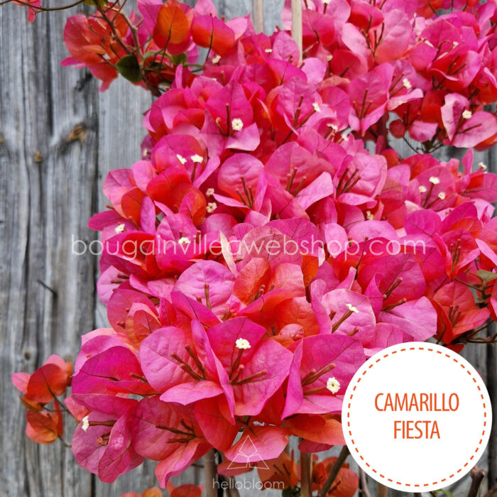 exotic, special rare flowering summer garden ornamentals buy Camarillo Fiesta bougainvillea, Mediterranean ornamental plants in Europe
