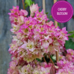 Cherry Blossom bougainvillea