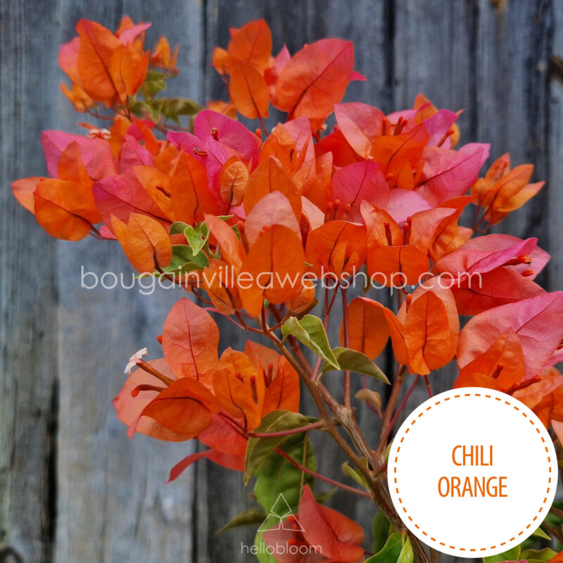 Chili Orange exotic bougainvillea, Chili Orange ivy