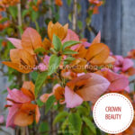Crown Beauty bougainvillea mediterrán kerti dísznövény eladó magyarország webshop