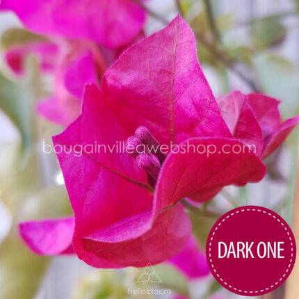 napkedvelő mediterrán dísznövény murvafürt Dark One bougainvillea