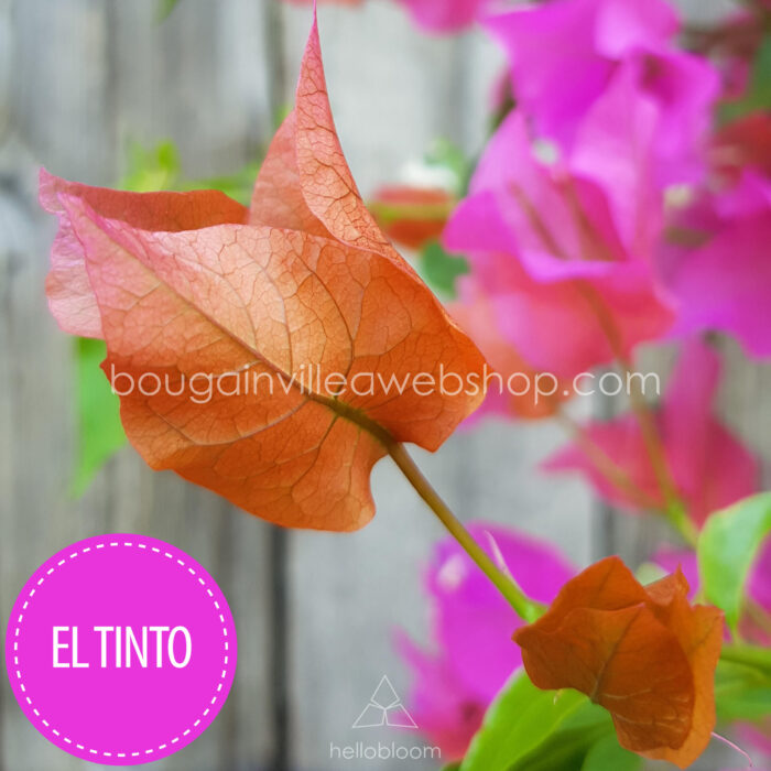 El Tinto bougainvillea, exotic ornamental plants in permanent bloom