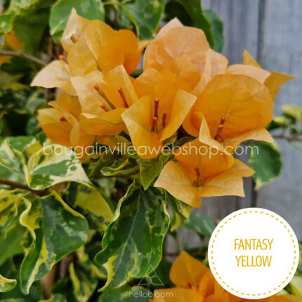 Fantasy Yellow bougainvillea, online webshop shipping across the EU (Austria, Belgium, Bulgaria, Croatia, Czech Republic, Denmark, Estonia, France, Germany, Hungary, Ireland, Italy, Latvia, Lithuania, Luxembourg, Malta, Poland, Romania, Slovakia, Slovenia, Spain, the Netherlands)