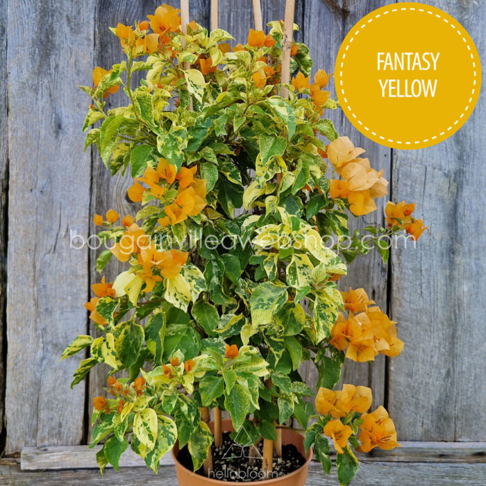 Hungary Mediterranean tropical exotic plants for sale garden runner ornamental Fantasy Yellow bougainvillea