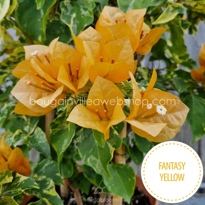 Fantasy Yellow bougainvillea garden lot flowering ornamental plants for sale webshop