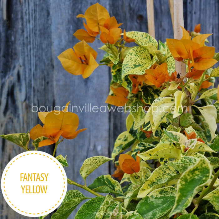 Fantasy Yellow bougainvillea mediterranean ornamental plant hungary for sale