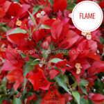 eladó bougainvillea mediterrán növénypiac Magyarország Flame murvafürt