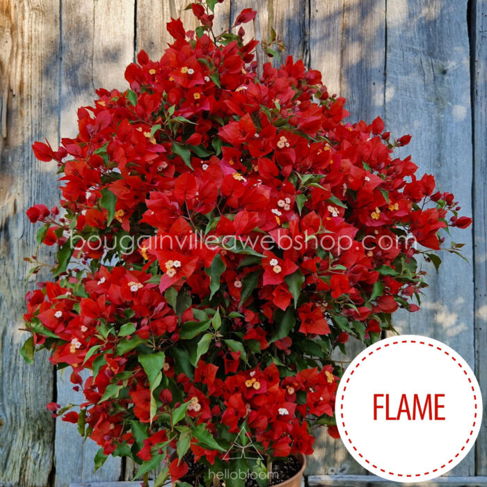 eladó bougainvillea mediterrán növénypiac Magyarország Flame murvafürt