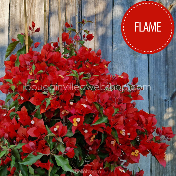 trópusi dézsás dísznövények vásárlása Flame bougainvillea Magyarország