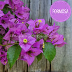 Formosa bougainvillea, Formosa murvafürt, egzotikus dísznövény