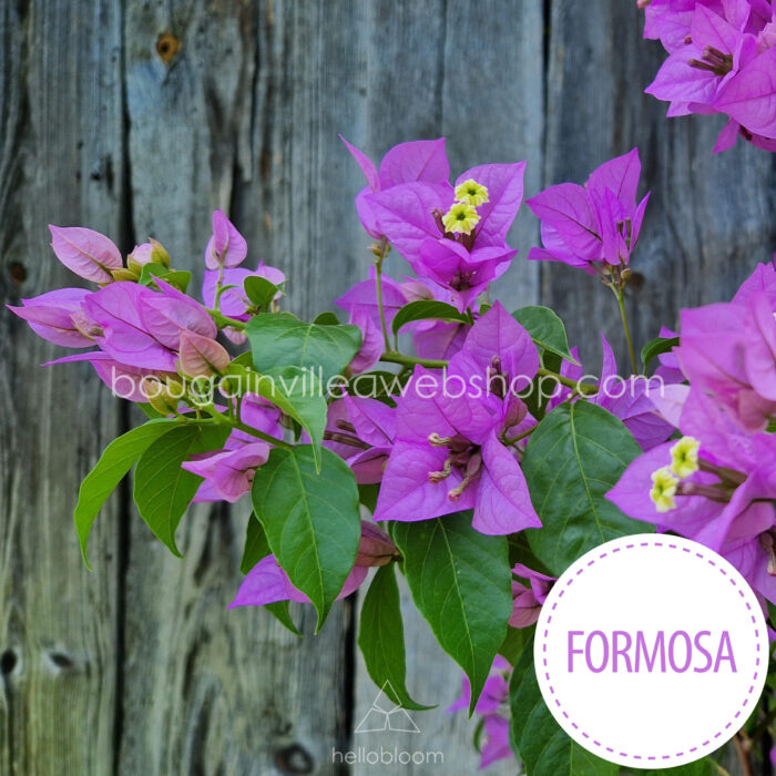 Formosa bougainvillea kerti melegkedvelő egzotikus trópusi dísznövény kézműves kertészet Magyarország