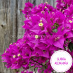 Glabra Alexandra bougainvillea, Glabra Alexandra ivy, Mediterranean ornamental