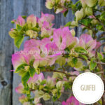 Guifei bougainvillea, Guifei murvafürt, egzotikus dísznövények