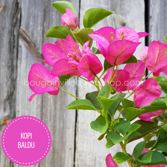 nyári, kerti, sokat virágzó egzotikus dísznövények Magyarország Kopi Baldu bougainvillea