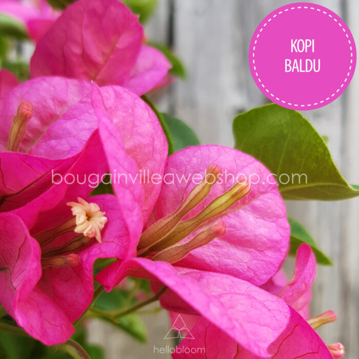 trópusi virágzó dísznövény dézsában Kopi Baldu bougainvillea
