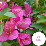 különleges mediterrán dísznövény eladó Magyarország Kopi Baldu bougainvillea, special mediterranean ornamental plant for sale in Europe
