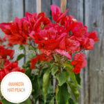 Magyarország mediterrán trópusi egzotikus növény eladó kerti futó barack színű virágzó dísznövény Mahkota Hati Peach bougainvillea webshop