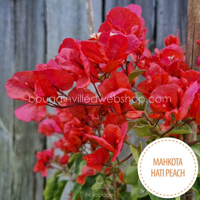 magyarország bougainvillea webshop mediterrán növénypiac Mahkota Hati Peach bougainvillea