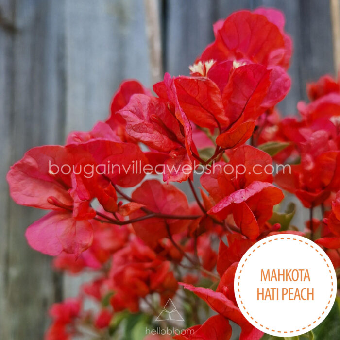 trópusi mediterrán dísznövény a kertben folyton virágzó barack színű Mahkota Hati Peach bougainvillea dísznövény