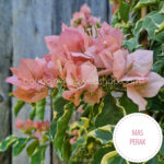 Mas Perak bougainvillea, Mas Perak murvafürt, egzotikus dísznövény